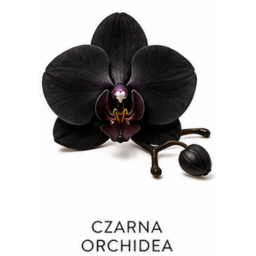 Nuta zpachowa Orchidea