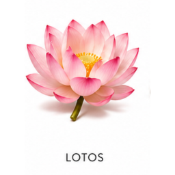 Nuta zapachowa Lotos
