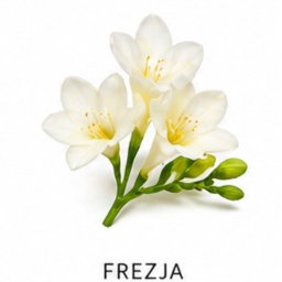 Frezja
