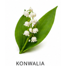Konwalia