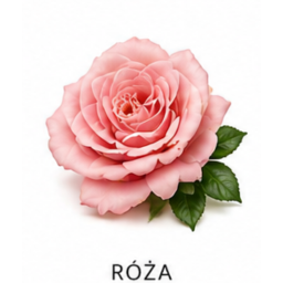 Róża