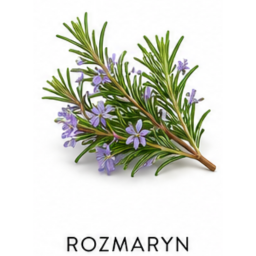 Nuta zapachowa rozmaryn