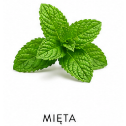 Nuta zapachowa mięta