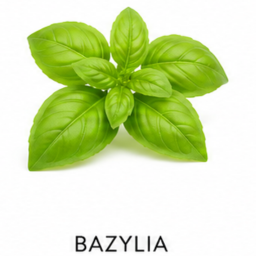 nuta zapachowa bazylia