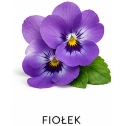 nuta zapachowa fiołek