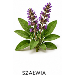 Nuta zapachowa szałwia