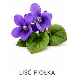 Nuta zapachowa liść fiołka