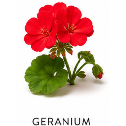 Nuta zapachowa Geranium