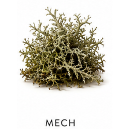 Mech