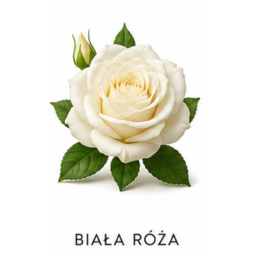 Biała róża