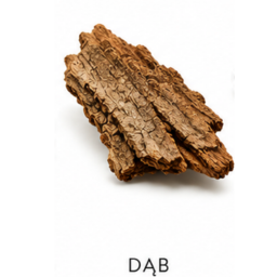 Dąb
