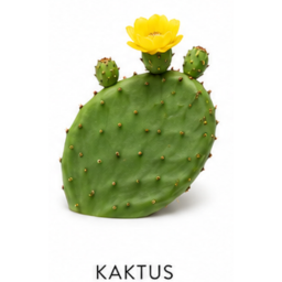 kaktus