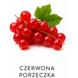 czerwona porzeczka