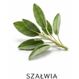 Szałwia