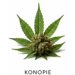konopie