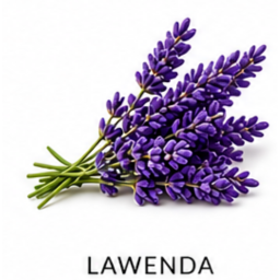 Nuta zapachowa lawenda