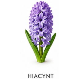 Hiacynt