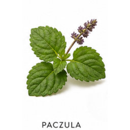 Nuta zapachowa Paczula