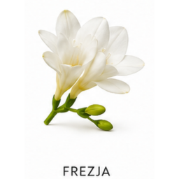 Frezja