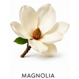 Magnolia