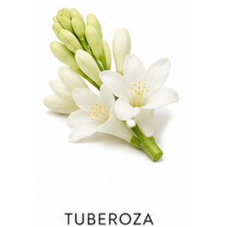 Tuberaoza