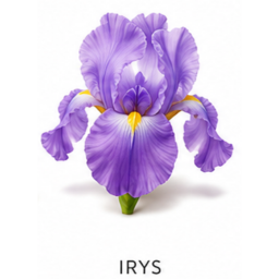 Nuta zapachowa Irys