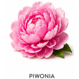 Piwonia