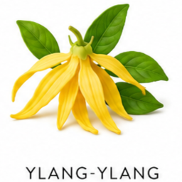 ylang ylang