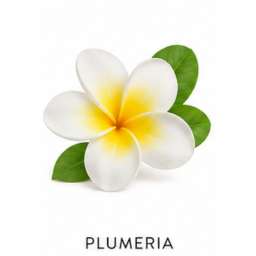 Nuta zapachowa Plumeria