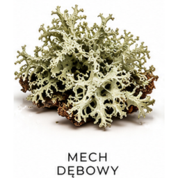 Perfumy z nutą zapachową mech dębowy